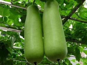 娱乐公司工作吃瓜,揭秘娱乐公司工作日常的吃瓜瞬间