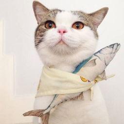 吃瓜娱乐酱抱枕猫,吃瓜娱乐酱带你领略萌宠魅力